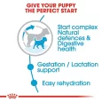 Royal Canin Mini Starter Puppy & Mother Dog Dry Food