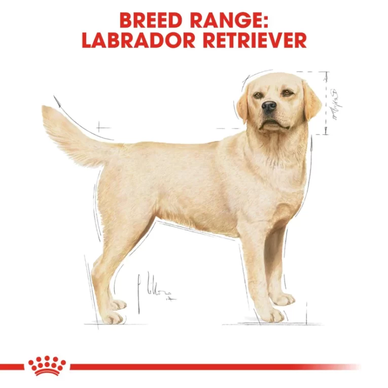 LabradorRetrieverAdult-2