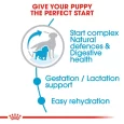 Royal Canin Medium Starter Dog Dry Food