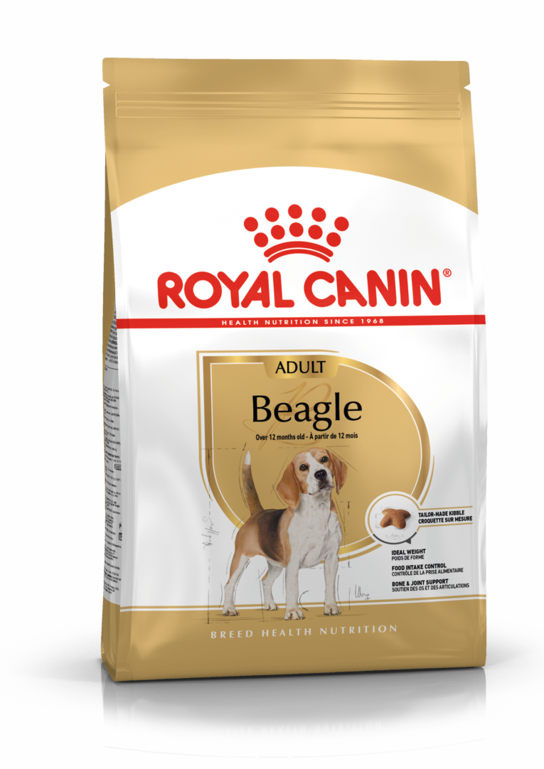 Beagle Adult – 1