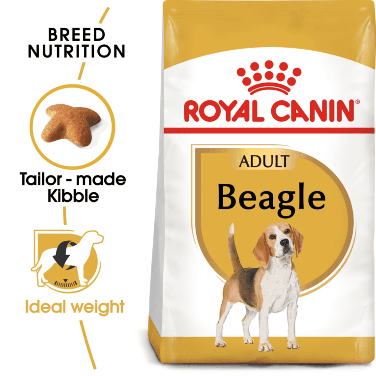 Beagle Adult – 15