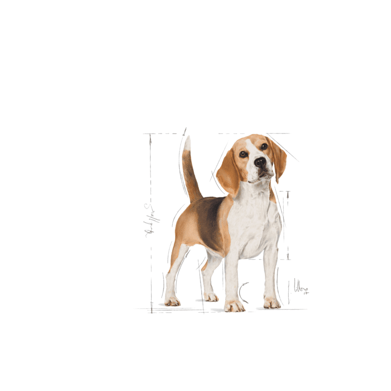 Beagle Adult – 16