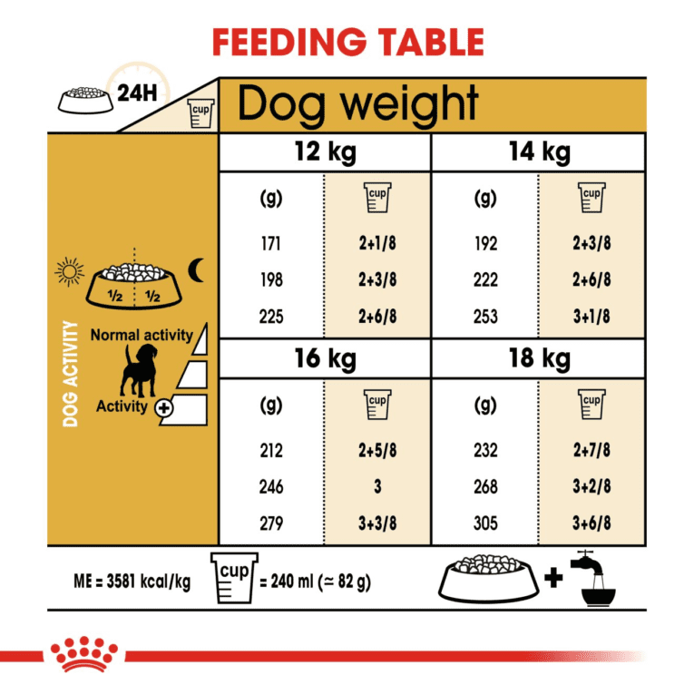 Beagle Adult – 6