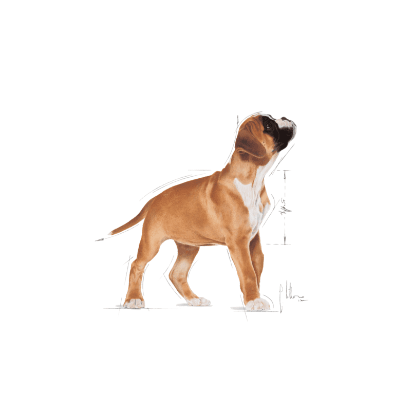 Boxer Puppy – 19