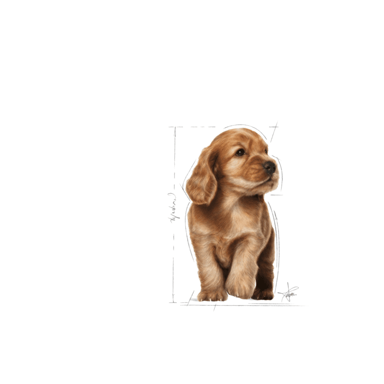 Cocker Puppy – 10