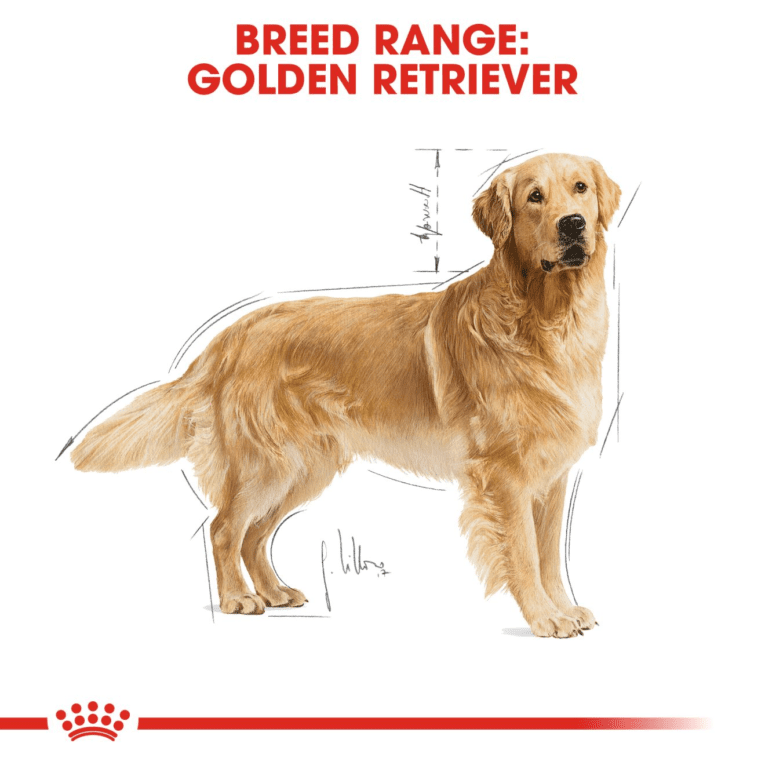 Golden Retriever Adult – 14