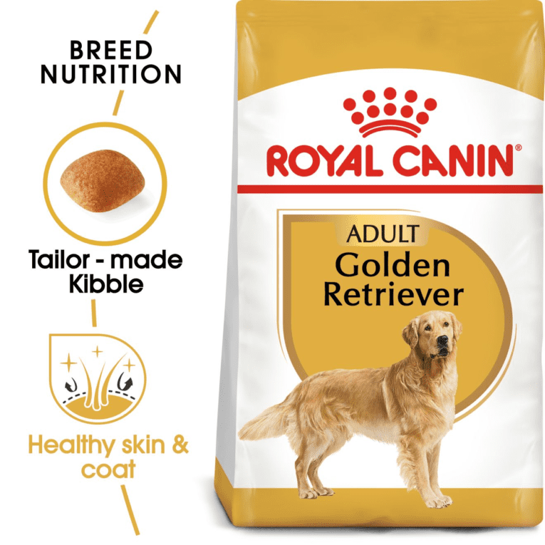 Golden Retriever Adult – 16