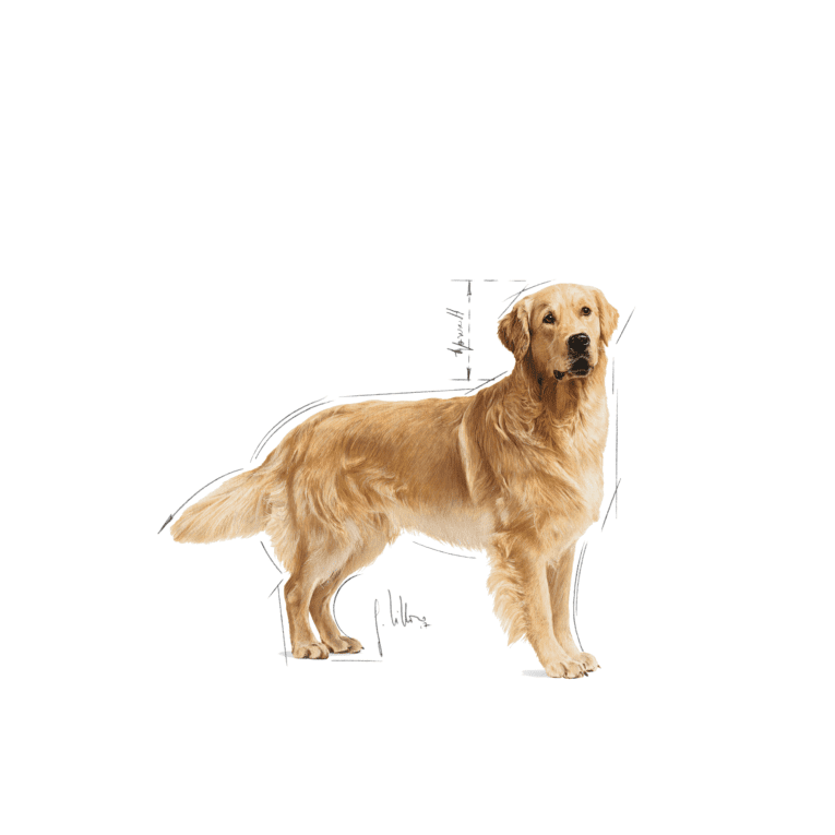 Golden Retriever Adult – 9