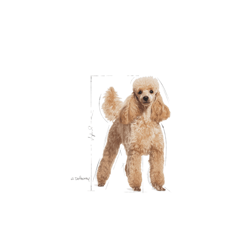 Poodle Adult – 9