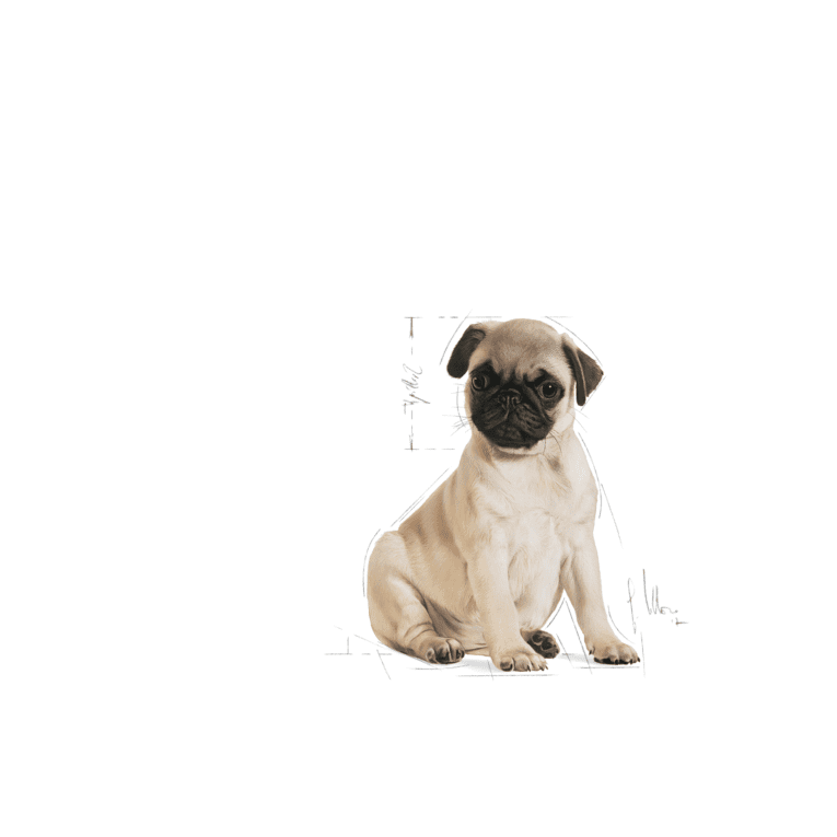 Pug Puppy – 19