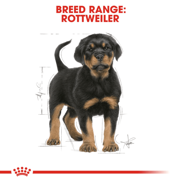 Rottweiler Puppy – 13