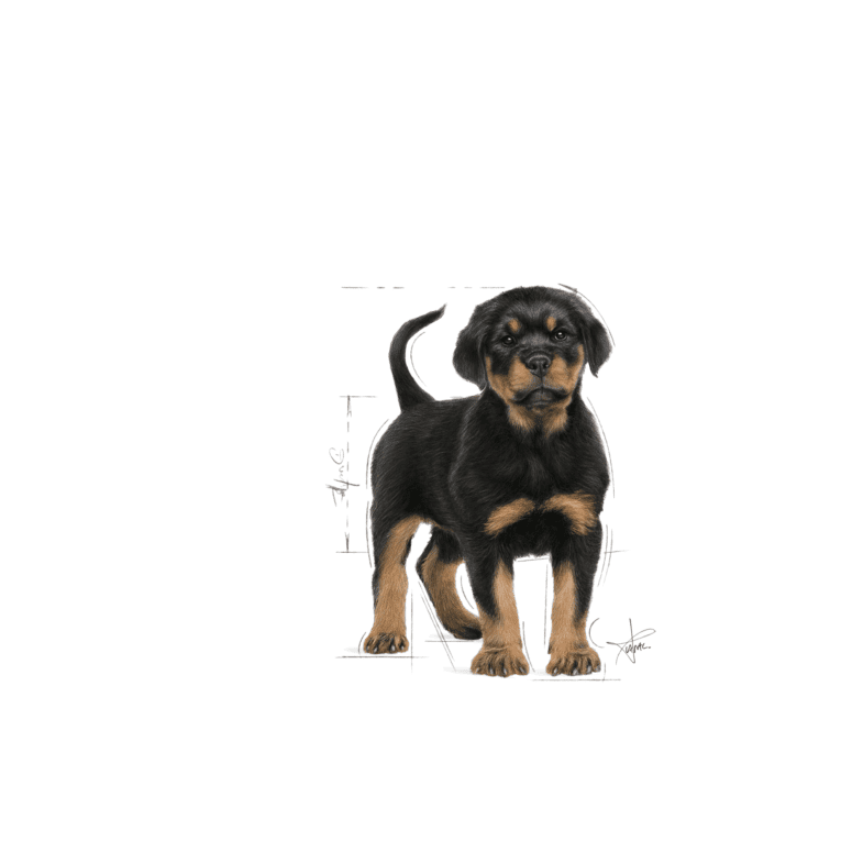 Rottweiler Puppy – 19