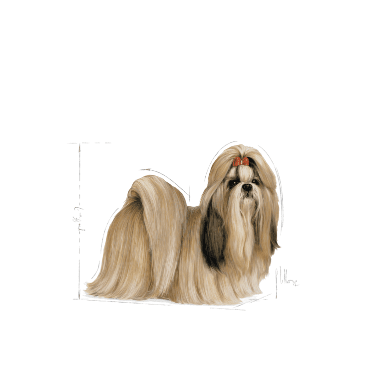 Shih Tzu Adult – 11