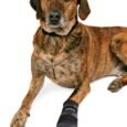 Trixie Walker Care Comfort Protective Boots