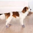 Trixie Dog Socks – Non-Slip